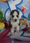 Siberian Husky sunia niebieskooka ZKwP FCI rodowód
