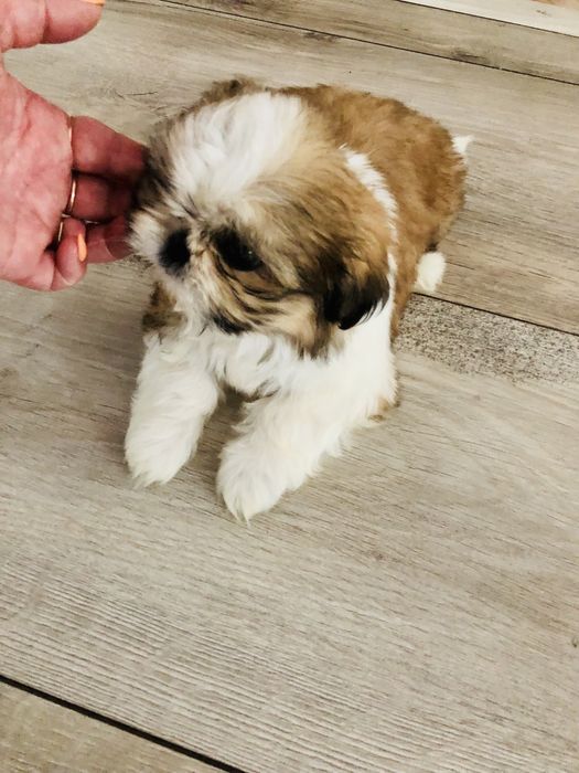 Shih tzu szczeniaczek