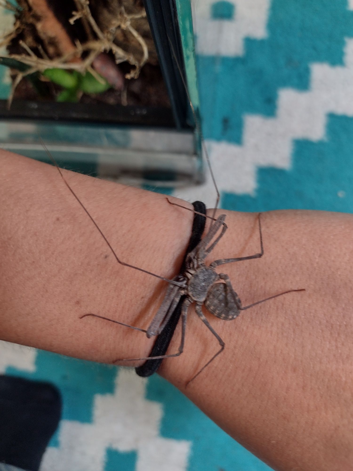 Euphrynichus bacillifer amblypyga/tępoodwłowowiec z terrarium