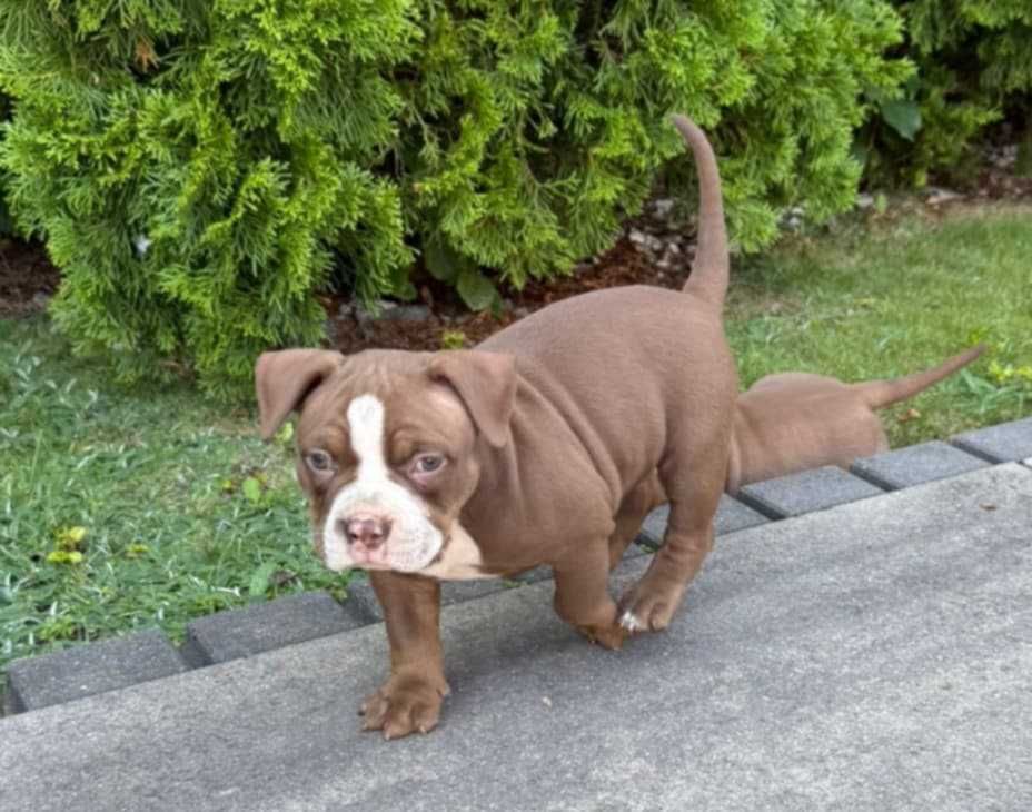 American Bully Pocket ABKC