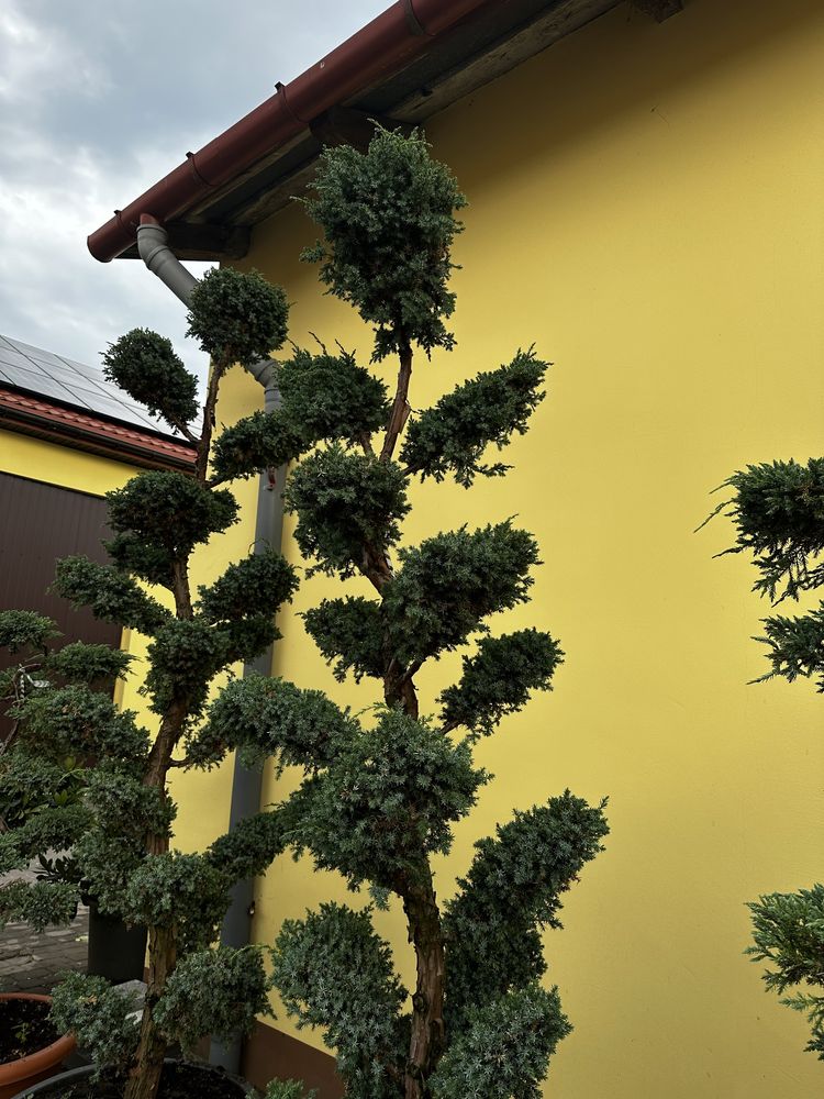 Drzewko bonsai jalowiec , rododendrony hortensje