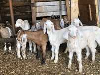 продам заанонубійських козенят
