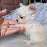 Chlopczyk chihuahua długowłosy samiec