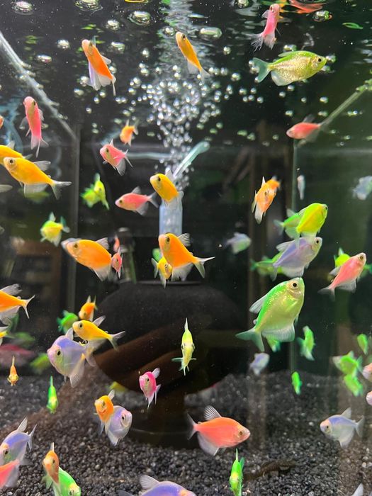 Tetra kolorowy  Mix