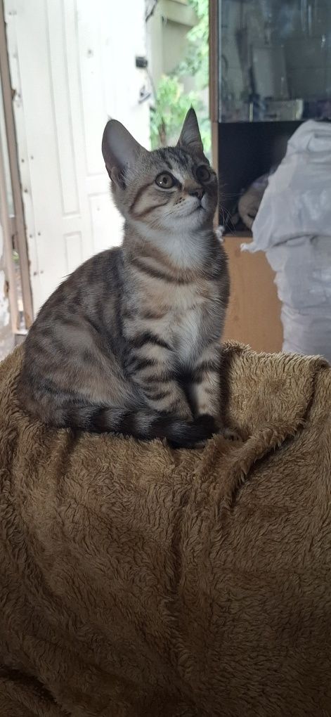 Котенок девочка 4 месяца.
