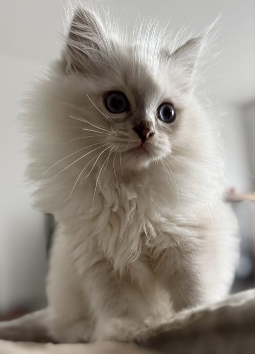 Koteczka Ragdoll blue mitted lynx