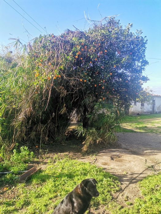 Laranja da BAÍA sem tratamentos