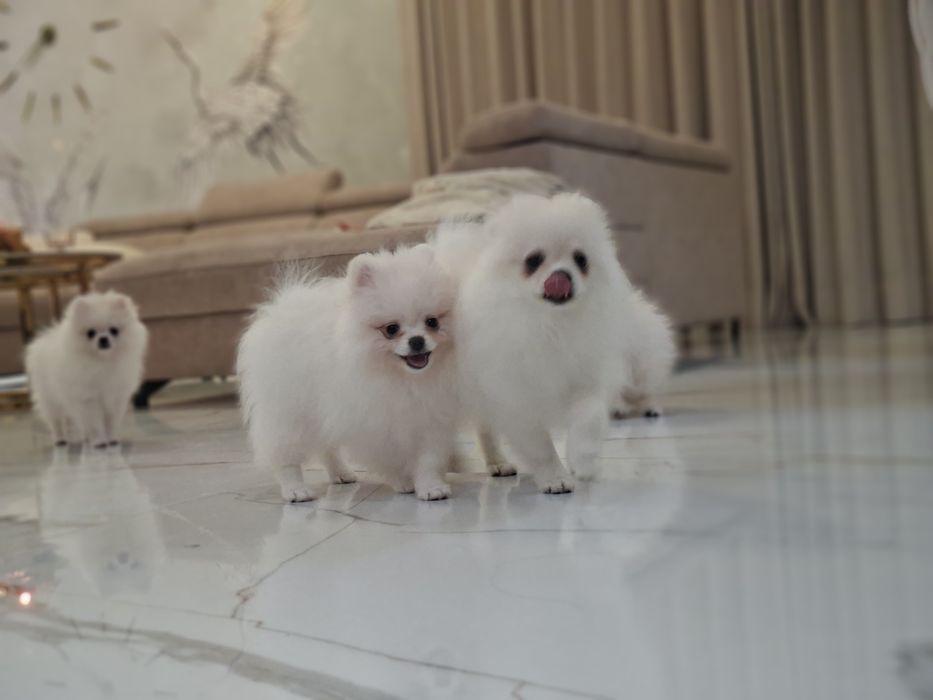 Szpic miniaturowy, pomeranian biały piesek