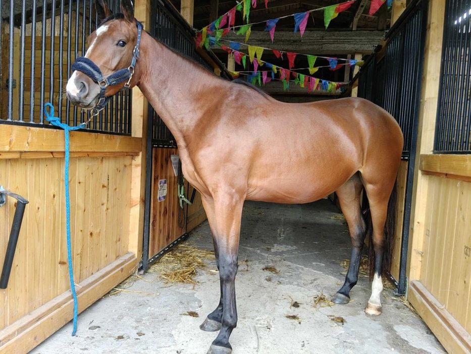 Klacz ur. marzec 2023