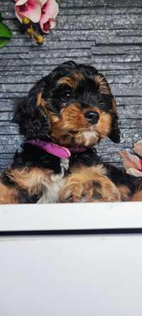 Cavapoo cavadoodle cavalier pudel