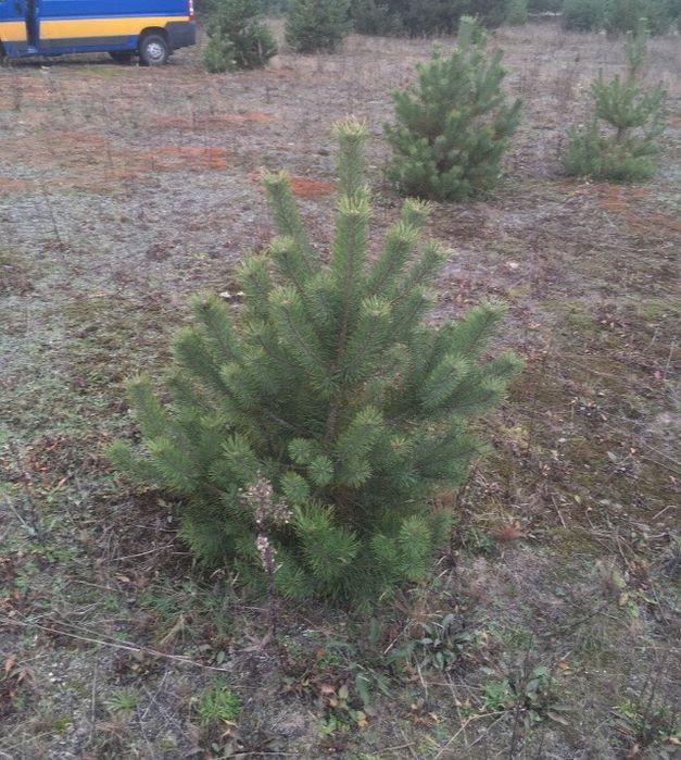 Сосна формована і викопана комом землі