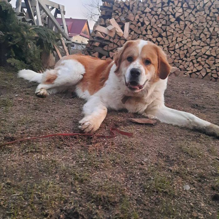 Московська сторожова