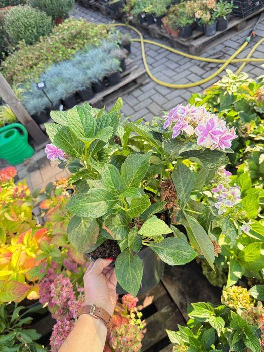 Продам туї, сосни, ялини, ялівці, гортнзії, магноліі, троянди