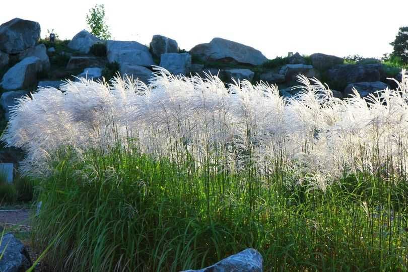 Trawy Ozdobne - Rozplenice Proso Miskanty Turzyca Stipy Pampasowe