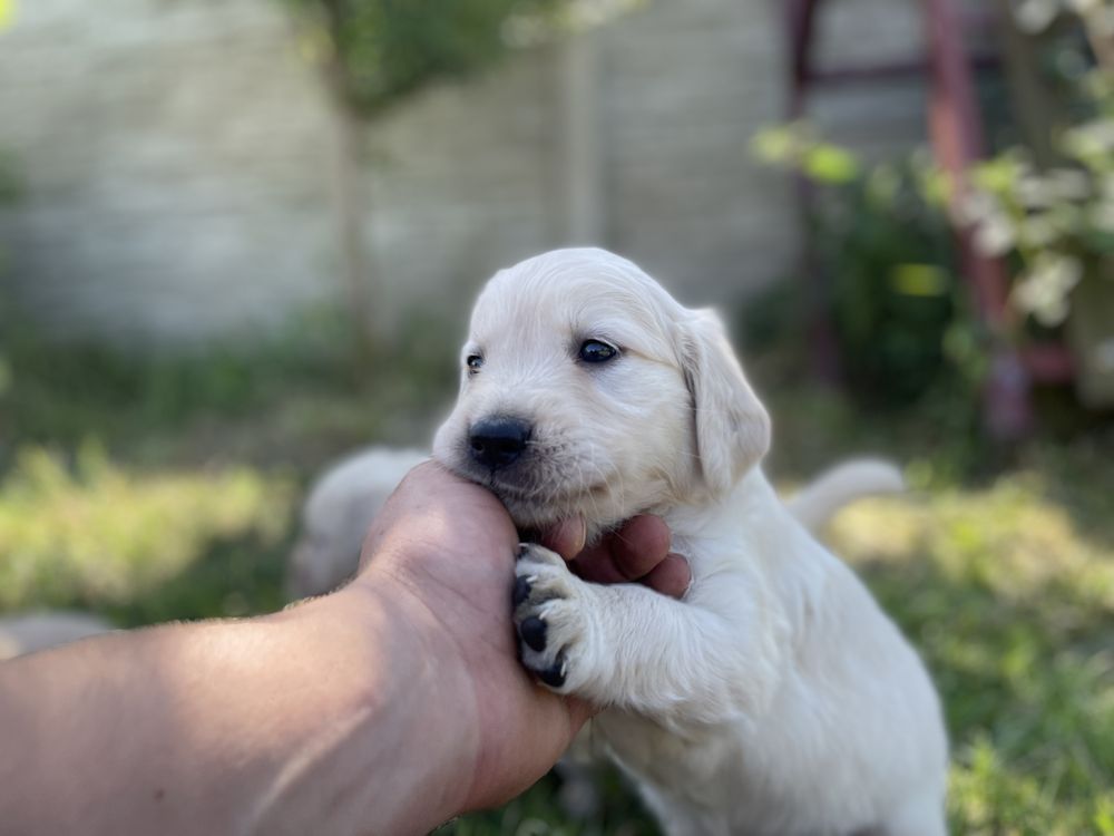 Szczeniak Golden Retriever