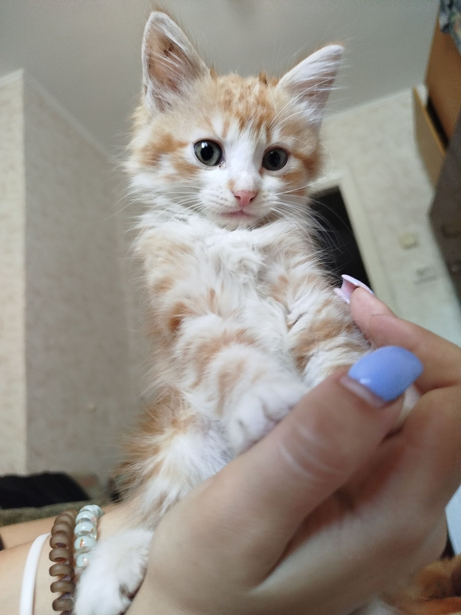 Віддамо кошенят в хороші руки