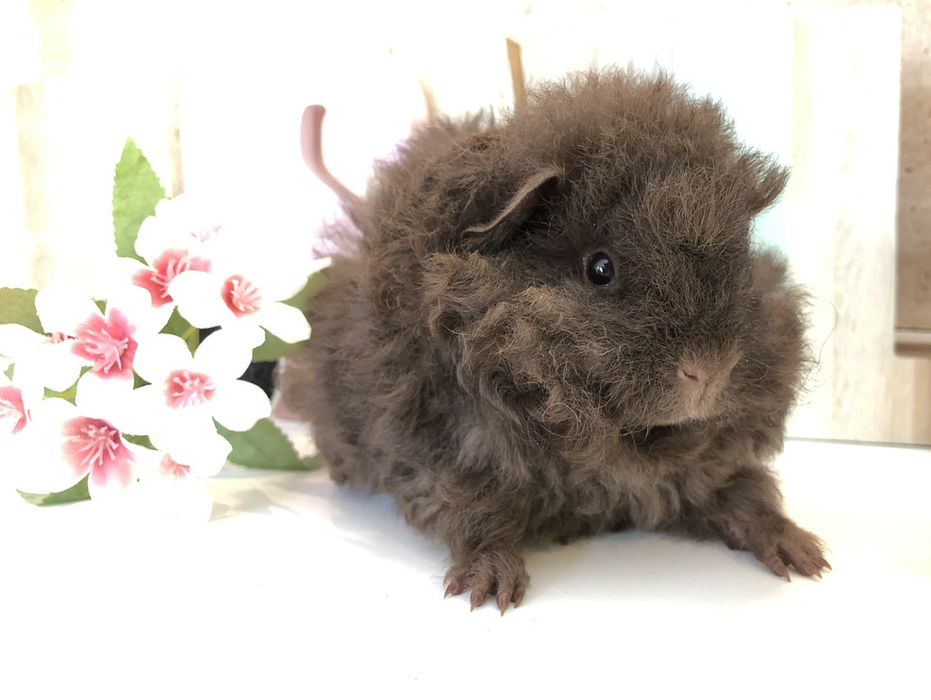 piekna świnka morska merino samiec czekoladowy