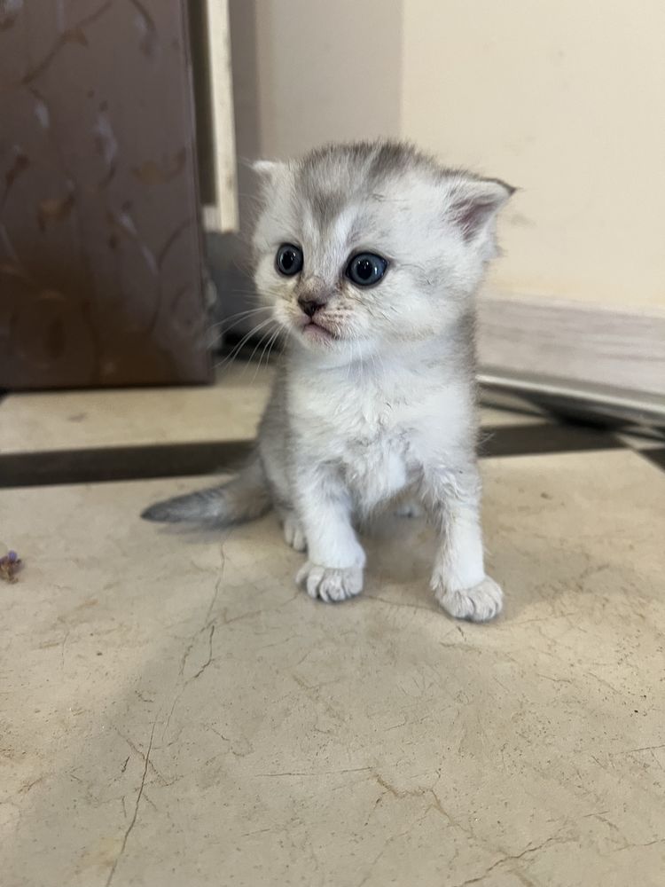 Шотландські висловухи котята
