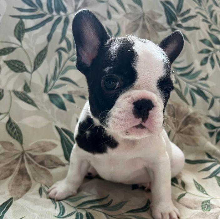 Bulldog frances macho