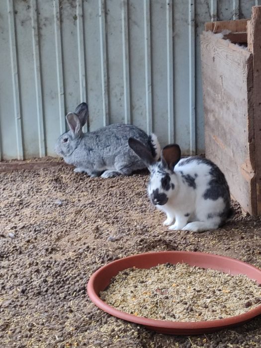 Домашнє м'ясо курей та кролика