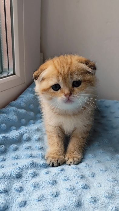 Золотая шиншилла прямоухие вислоухие котята мальчик девочка