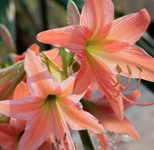 Амариллис персикового цвета по 3 луковицы в вазоне