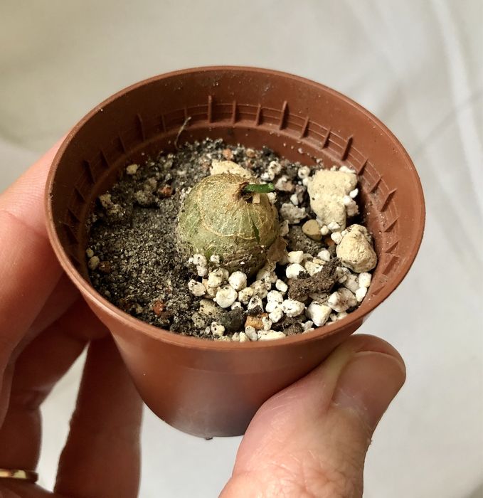 Bowiea volubilis kaudeks caudex