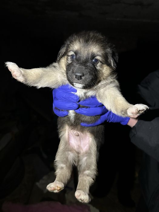 Їх до неділі треба забрати звідти