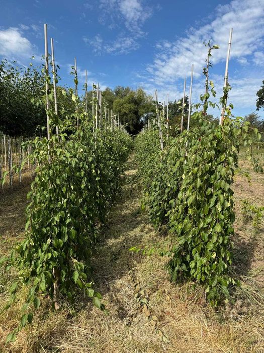 Jabłoń Red Jade 6-8, 8-10