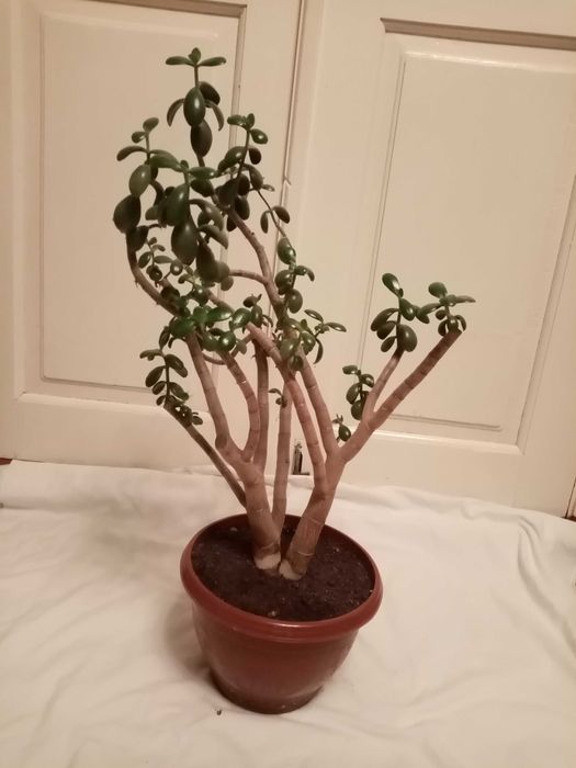 Цветок денежное дерево ( Бонсай)