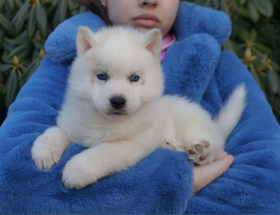 Siberian husky piesek platynowy niebieskooki ZkwP