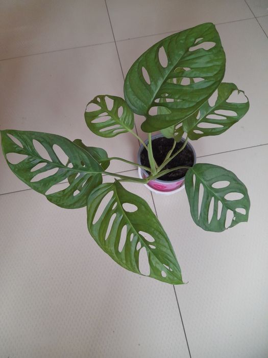 Skretniki,Monstera Monkey Mask,scindapsus,Epipremnum,trzykrotka, sanse