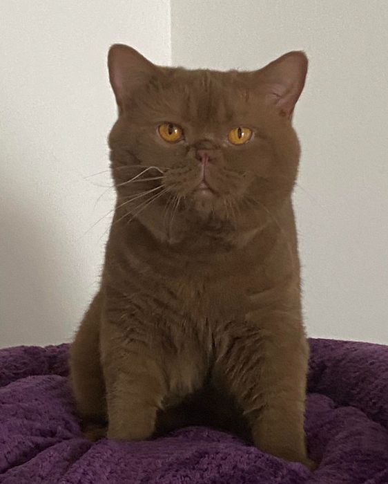 Британське кошеня — цинамон тікований, рідкісне забарвлення!