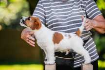 Szczeniak Piesek Jack Russell Terrier ZKwP FCI