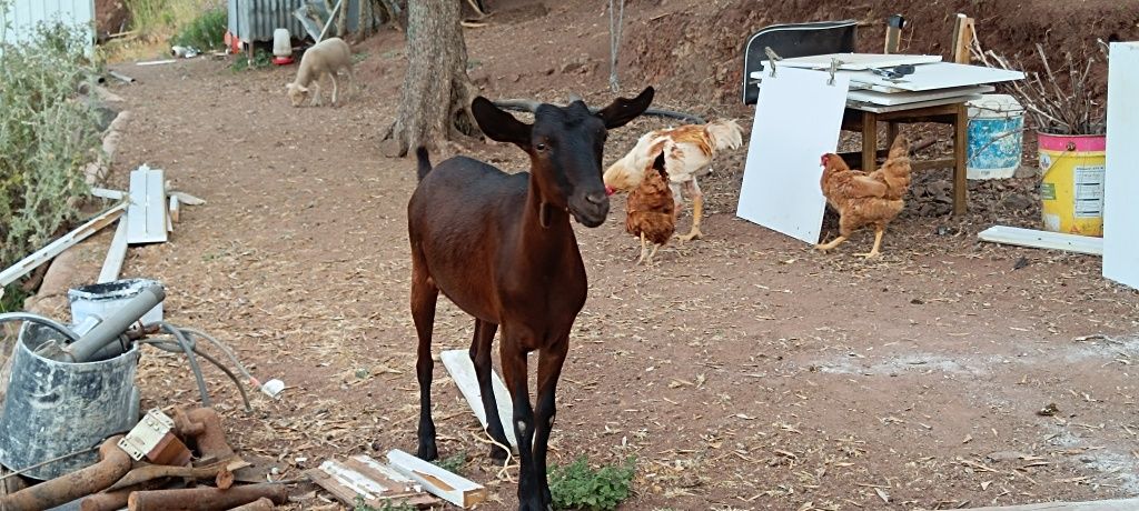 Vendo ovelhas e uma cabrita