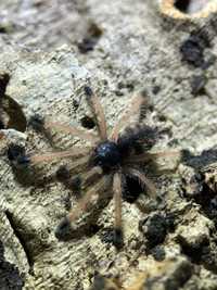 Avicularia braunshauseni L1 ptasznik