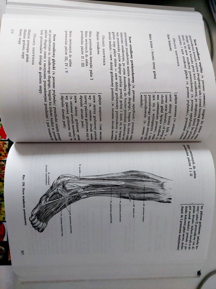 Książka zarys anatomii człowieka