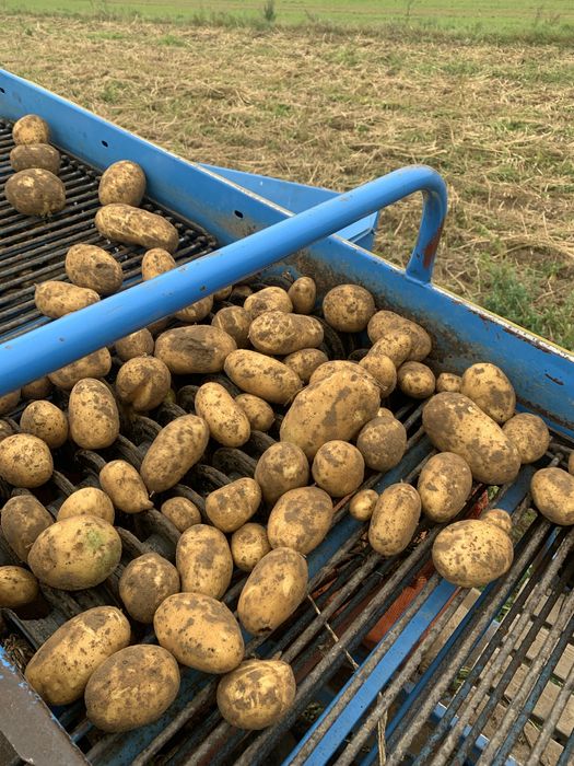 Ziemniaki, irys, catania, noya, volumia, wineta