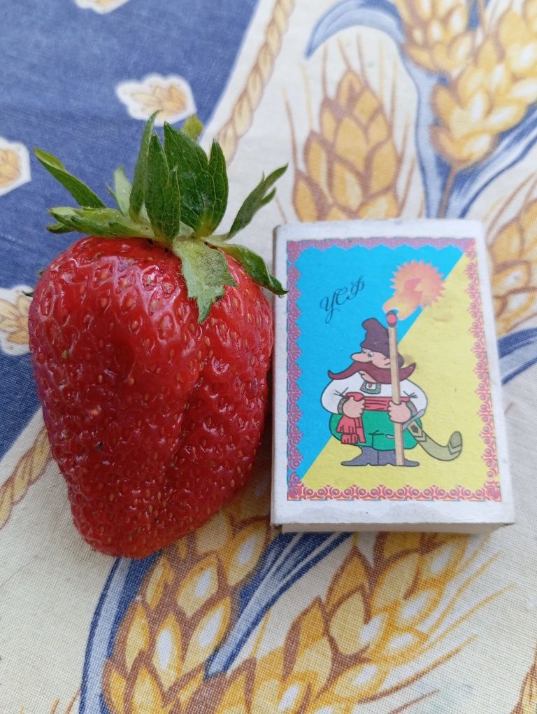 Продам ранню полуницю