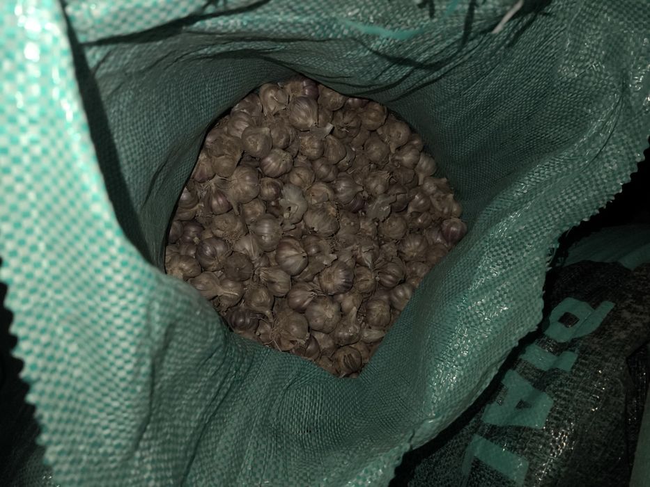 Czosnek zimowy cena atrakcyjna 50kg