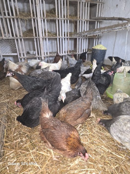 Kury nioski i gren shell