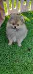 Szpic miniaturowy pomeranian