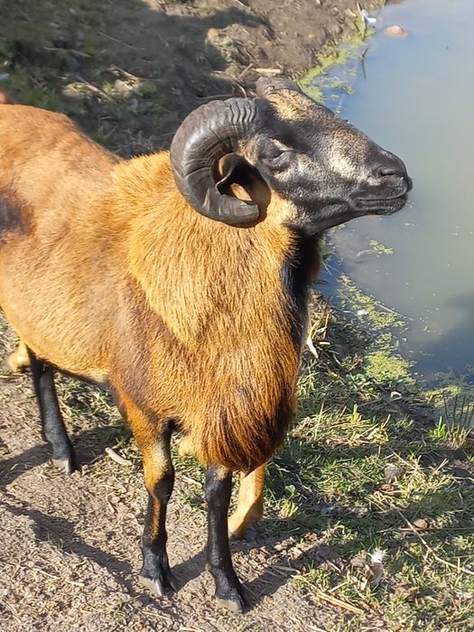 Sprzedam Owce Kameruniskie