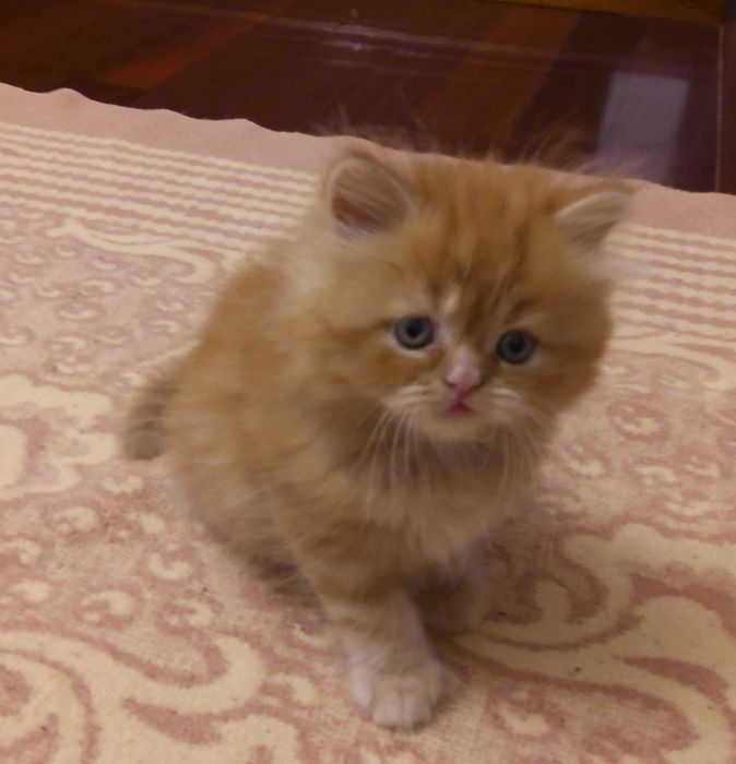 Gatinho macho muito meigo