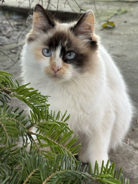 Кошенята безкоштовно