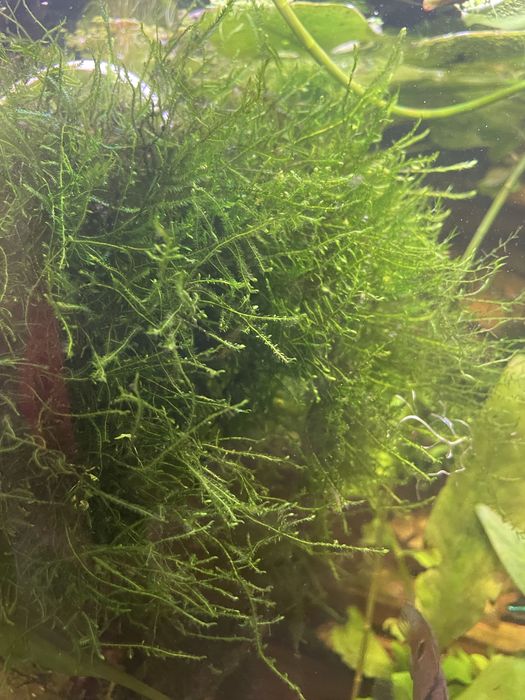 Mech Christmas Moss porcja XXL