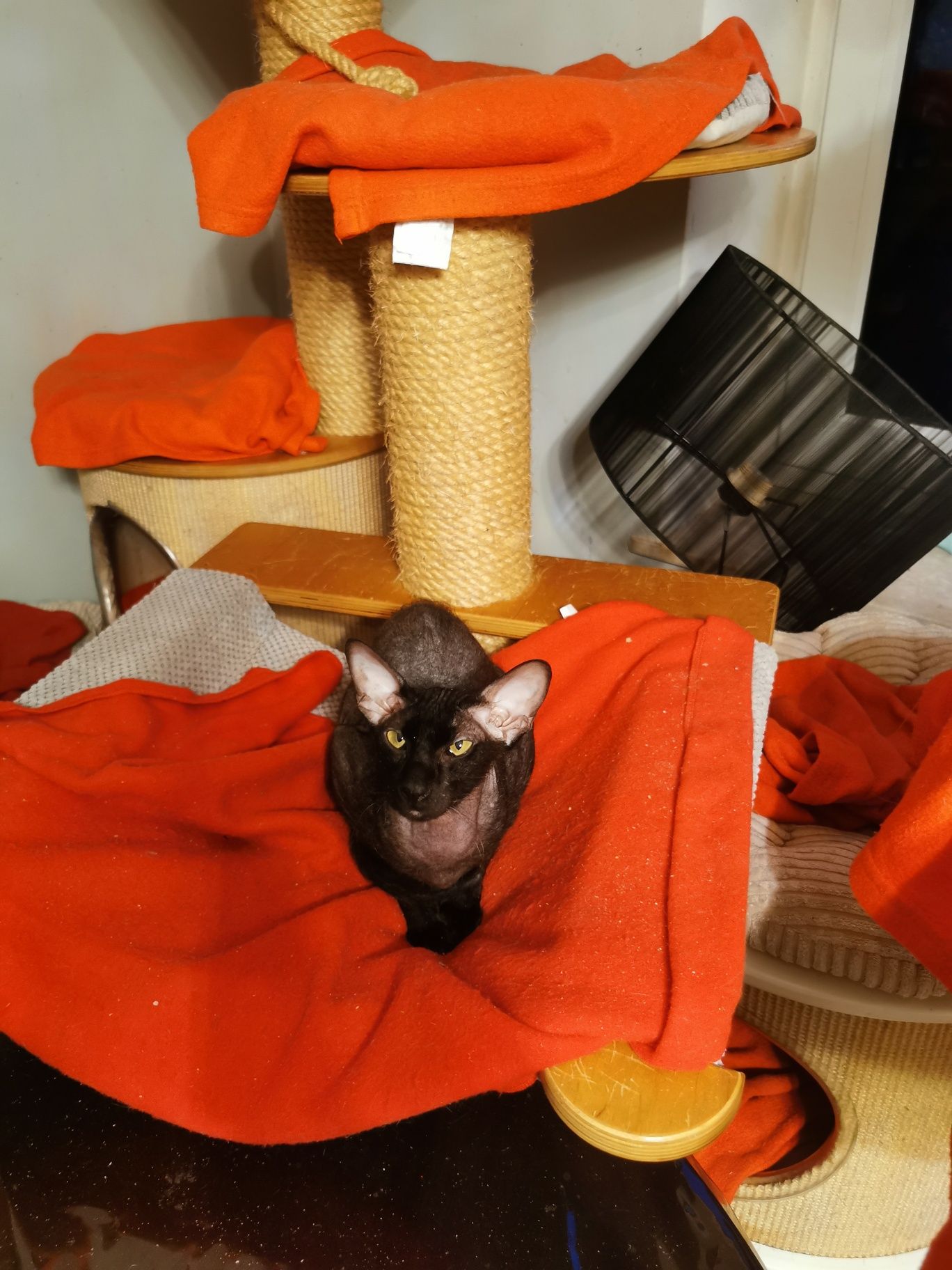Peterbald kocurek gotowy do zmiany domku prawdziwy rodowód WCF