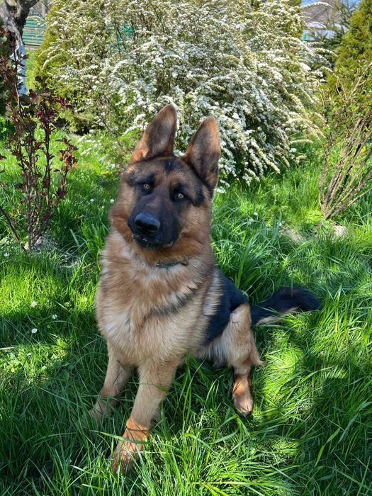 Німецька вівчарка -вязка