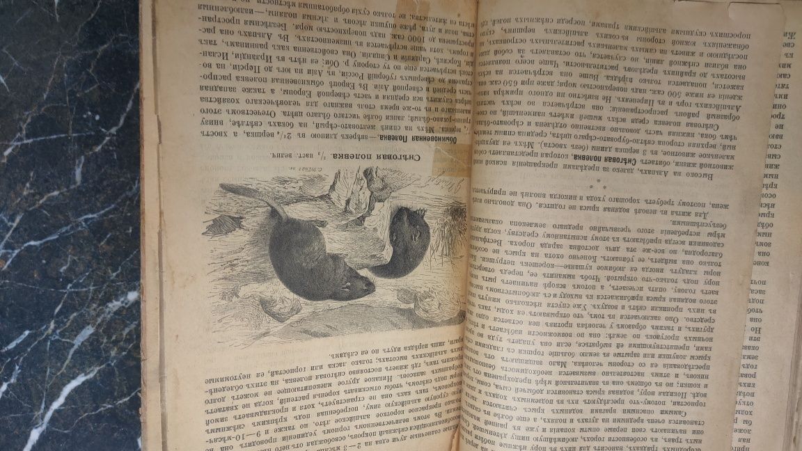 Старая книга 1897г "Белки и похожие на них грызуны"