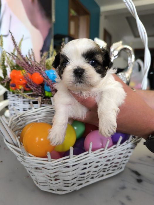 Suczka shih tzu Zhpr UCI umowa chip wyprawka rodowód 4 pokoleniowy